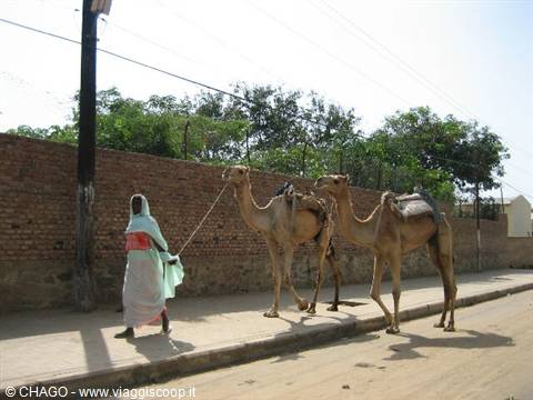 Tigrinya woman with dromedaries on a leash