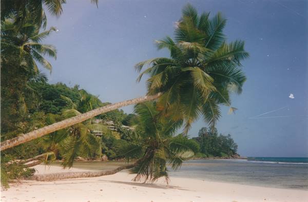 Leaning palms over white sand beach, turquoise sea and green hillside