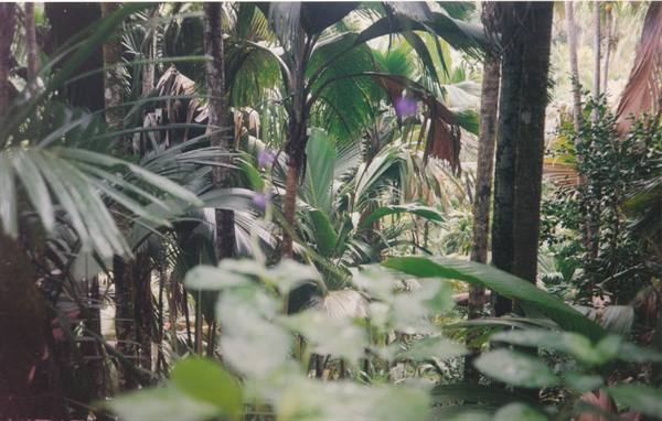 the impenetrable Vallée de Mai forest