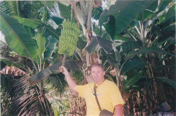 Man in yellow shirt holds a large bunch of green bananas among banana trees