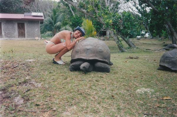giant tortoises, another symbol of the Seychelles