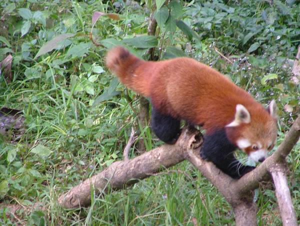 Red panda walking on a dry branch among green grass
