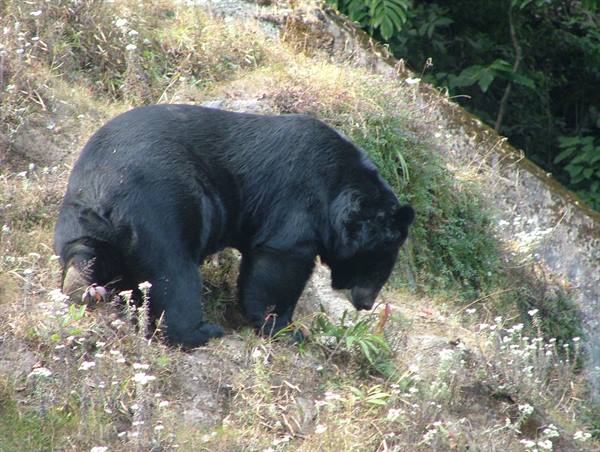 Himalayan bear