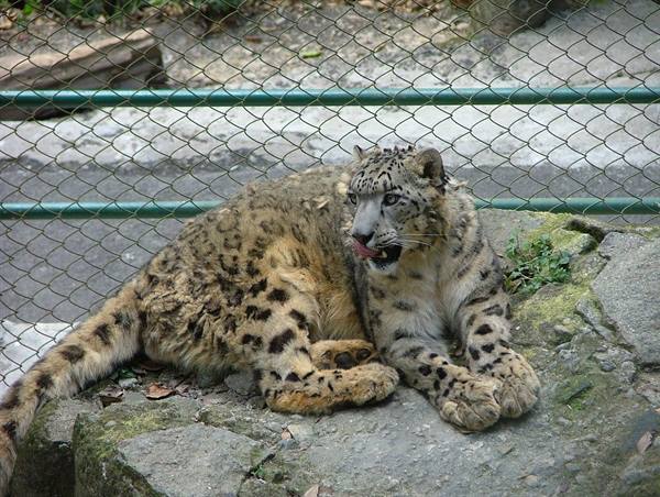 snow leopard