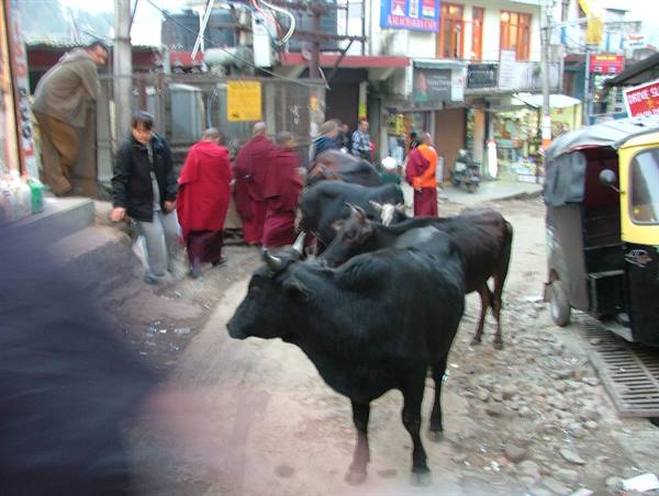 sacred cows everywhere