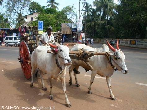 through the streets of Panjim