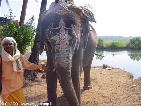 elephant at Bondla