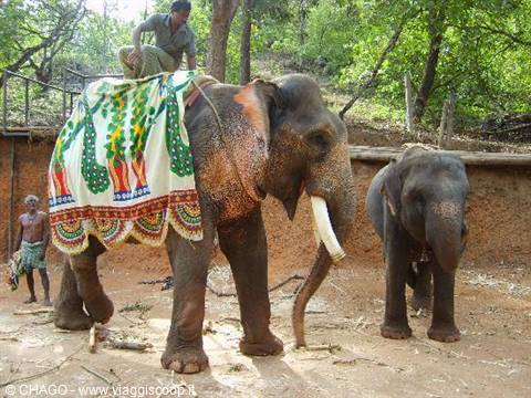 elephants at Bondla
