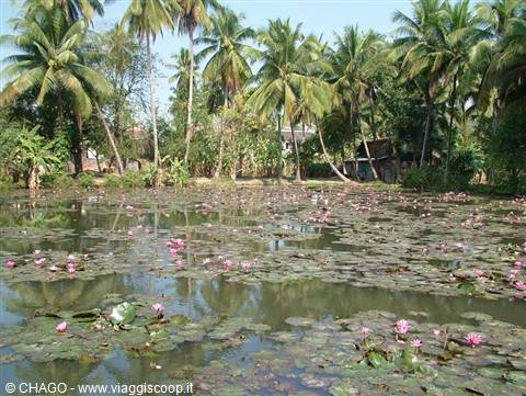 Pond with pink lotus flowers among coconut palm trees