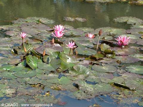 Pink water lilies blooming on a pond covered with green leaves
