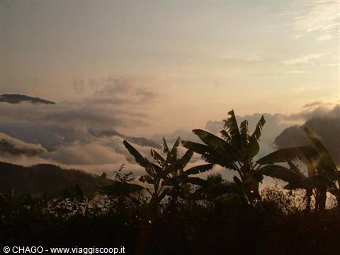Banana trees backlit above clouds among the mountains