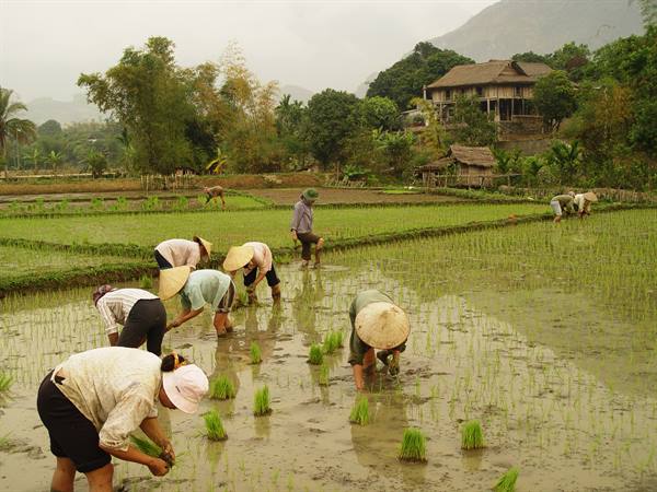 rice weeders at work