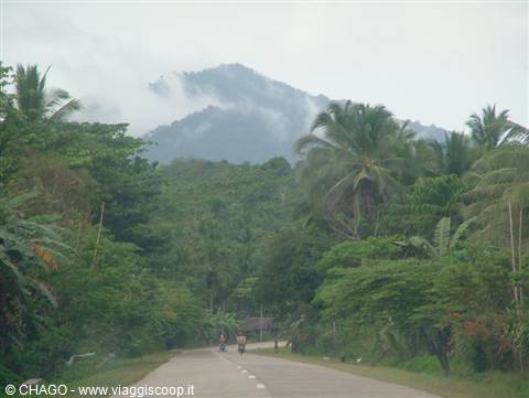 Palawan, road in the jungle