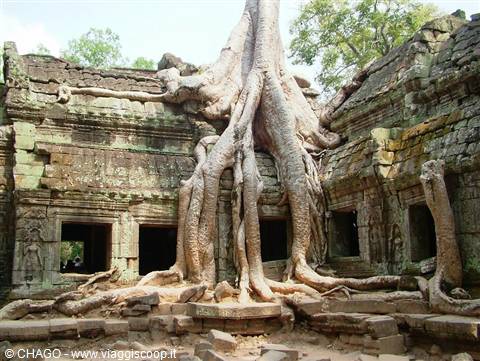 Giant tree roots engulf the stone ruins of Ta Prohm temple, Angkor