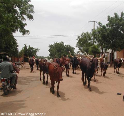 through the streets of Niamey