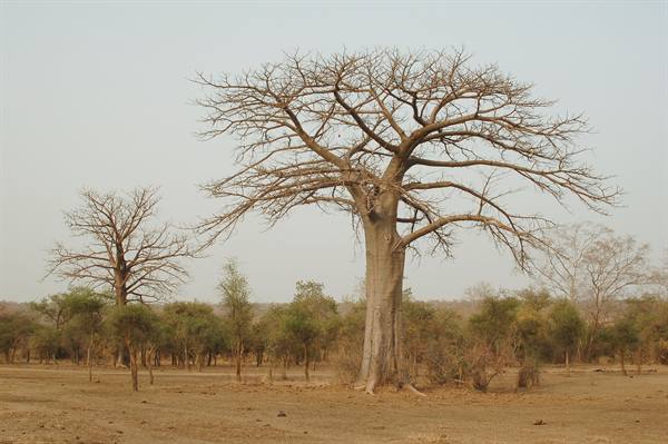 baobab in W park