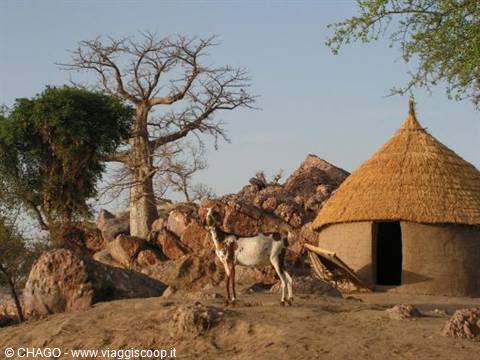 Goat in front of a mud hut with thatched roof, baobab tree and rocks