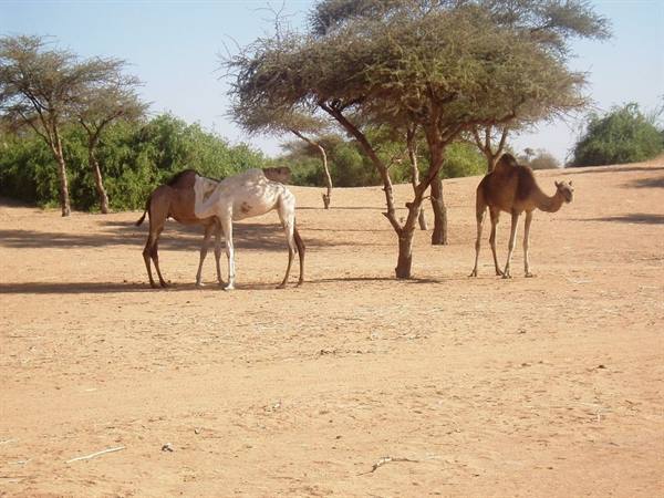 around Agadez