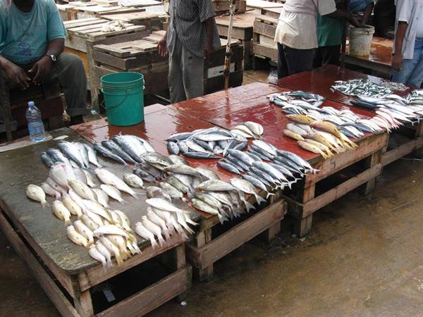 Fresh catch on wooden crates at the fish market, vendors waiting