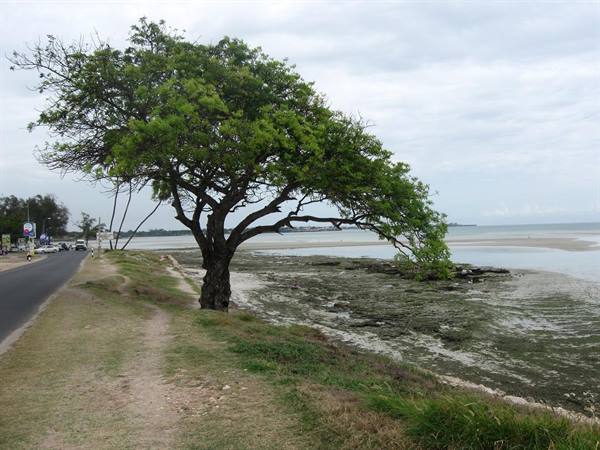 Tall tree leaning over a coastal road at low tide