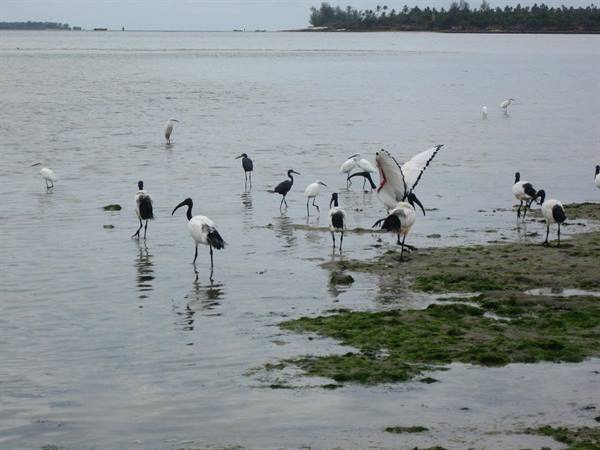 the ibises