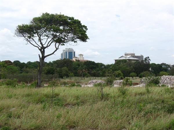 Lone tree among tall grass, skyscrapers and buildings behind greenery