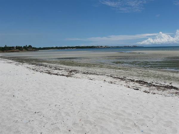 White sand beach with exposed seaweed at low tide, blue sky