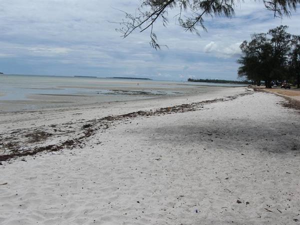 White sand beach with seaweed ashore, trees and cloudy sky