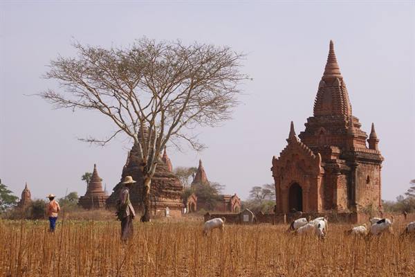 sheep grazing near the temples of Bagan
