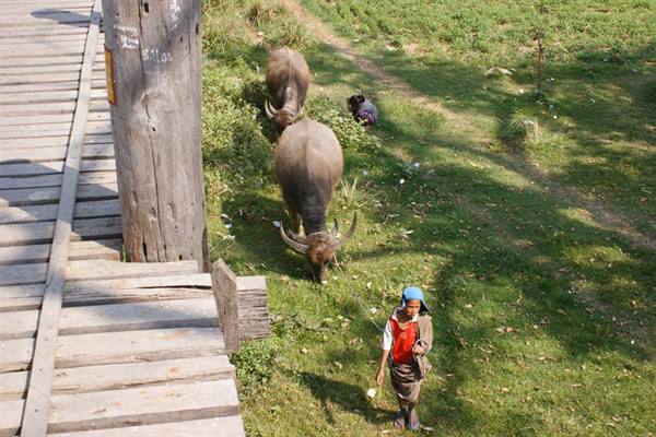 buffaloes grazing