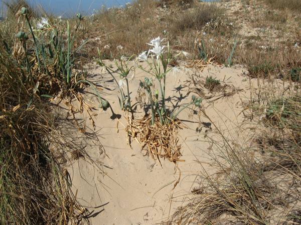 wild lilies