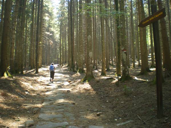 Vallombrosa forest