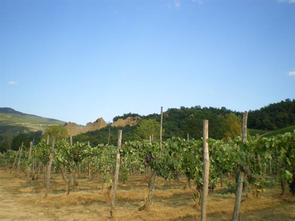 Vineyard with wooden posts and grape clusters, wooded hills and blue sky