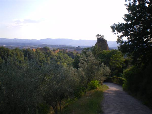 Dirt path winding between olive trees toward sunlit rolling hills
