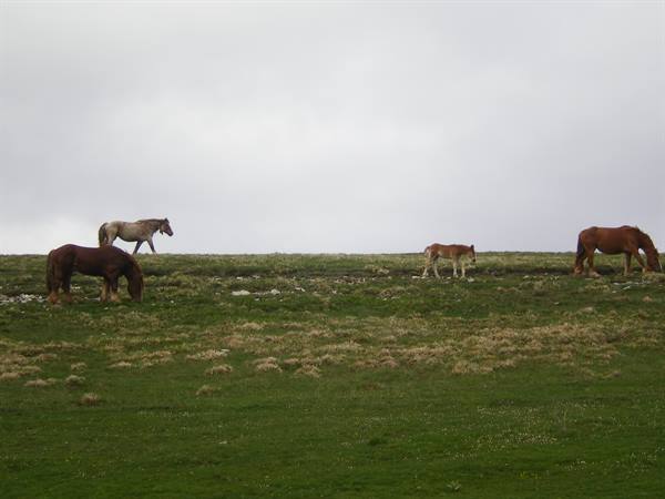 Horses and foals graze on green grass under an overcast sky