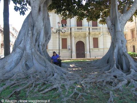 centuries-old trees on the seafront