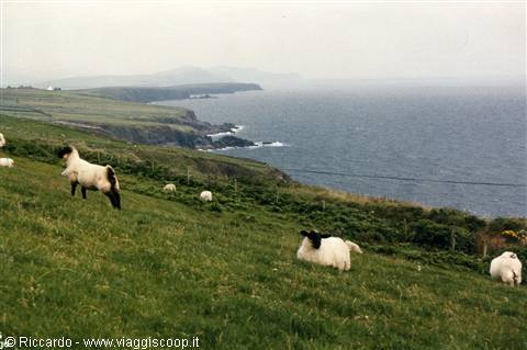 Dingle