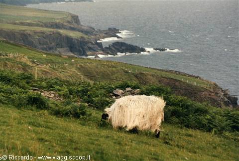 Dingle