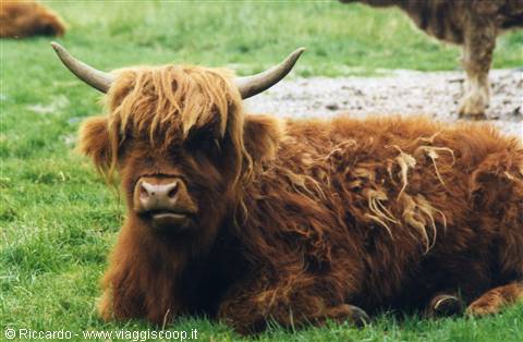 Highland cow with shaggy reddish coat and long horns resting on green grass