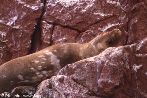 Ballestas Islands
