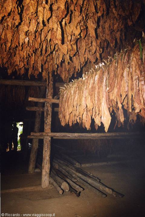 Tobacco drying in Vinales