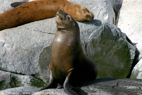 Sea lions