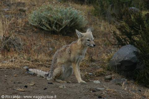 Fox
