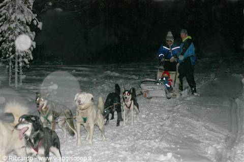 Saariselka - Husky-drawn sled
