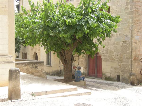 Old men with plane tree (Uzes)