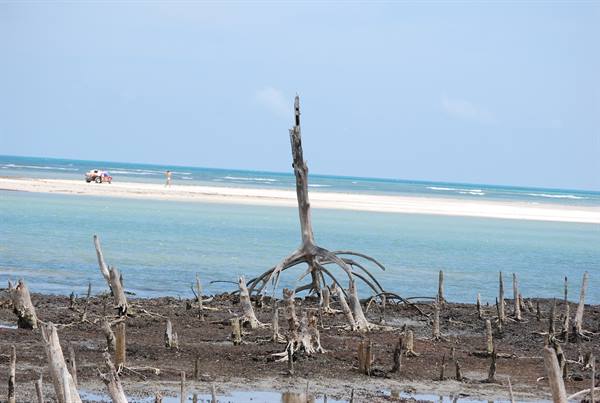 Dead bleached tree with bare roots on muddy shore, turquoise sea behind