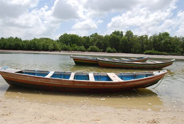 Colorful wooden boats stranded on sandy shore beside mangrove trees