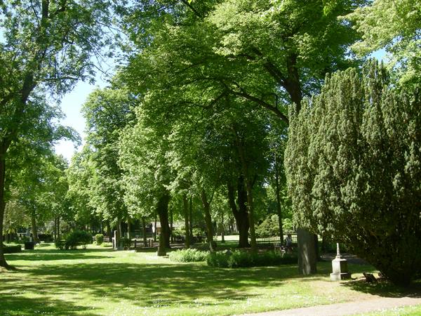 Tree-lined cemetery with stone gravestones among lime trees and conifers, sunlit lawn