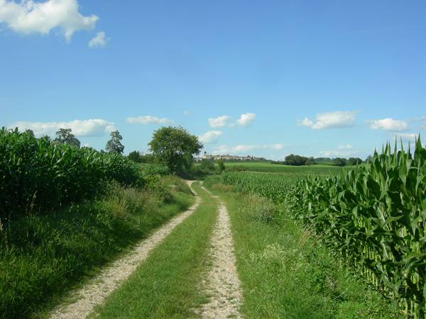 Gravel dirt path between green cornfields under blue sky with clouds