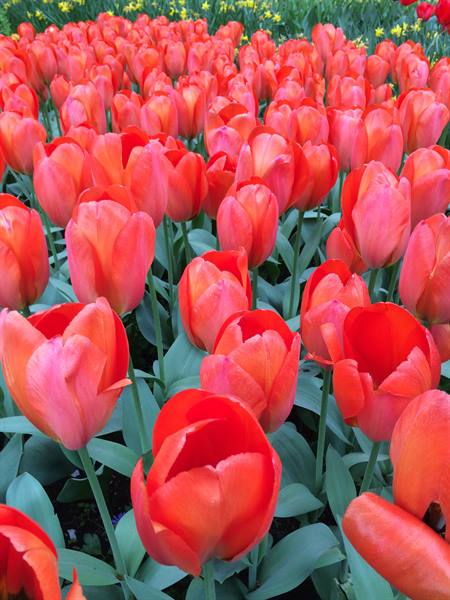 Red and pink tulips blooming among green leaves in the garden
